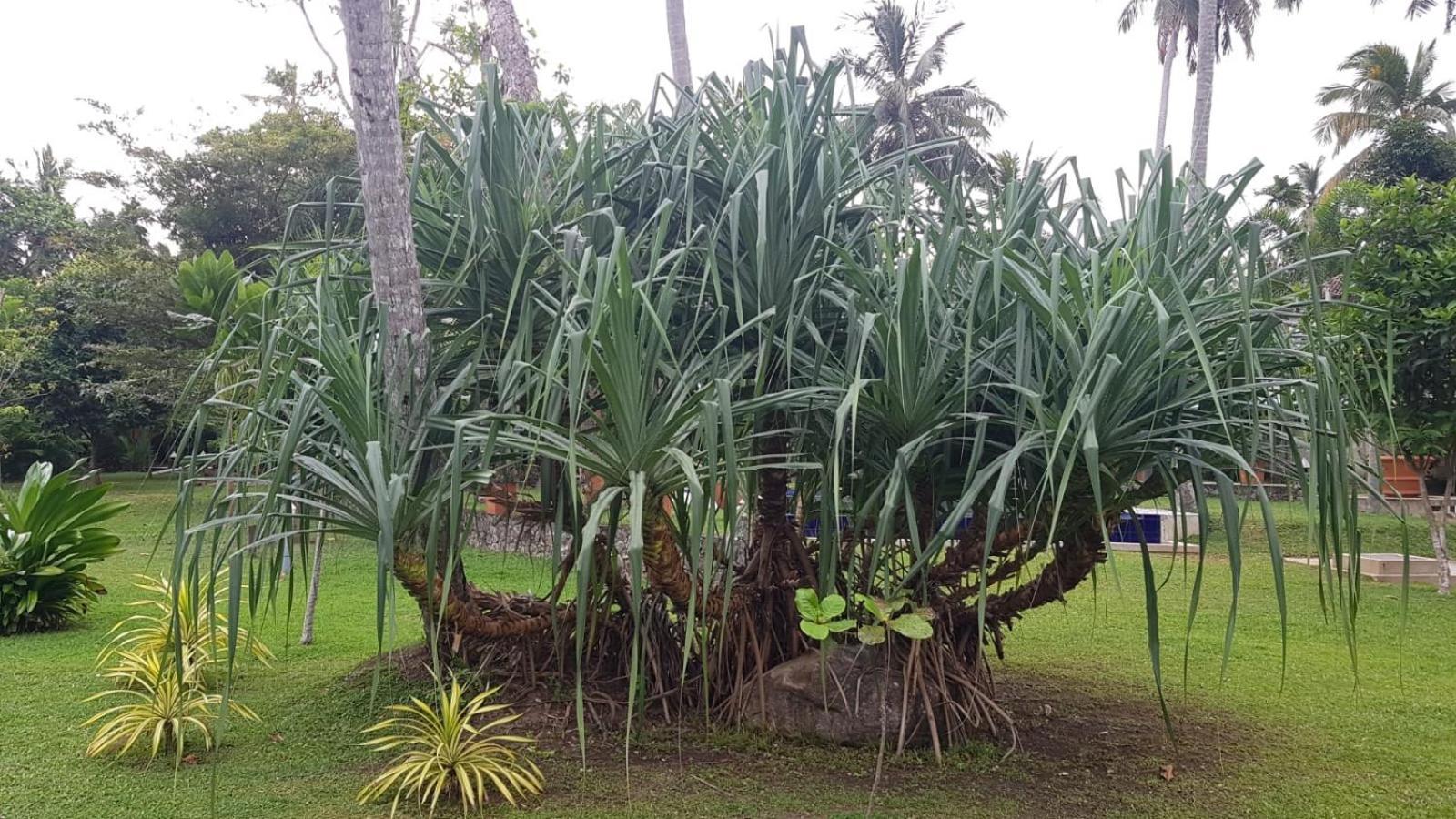 Avalon Village Resort Induruwa Eksteriør billede