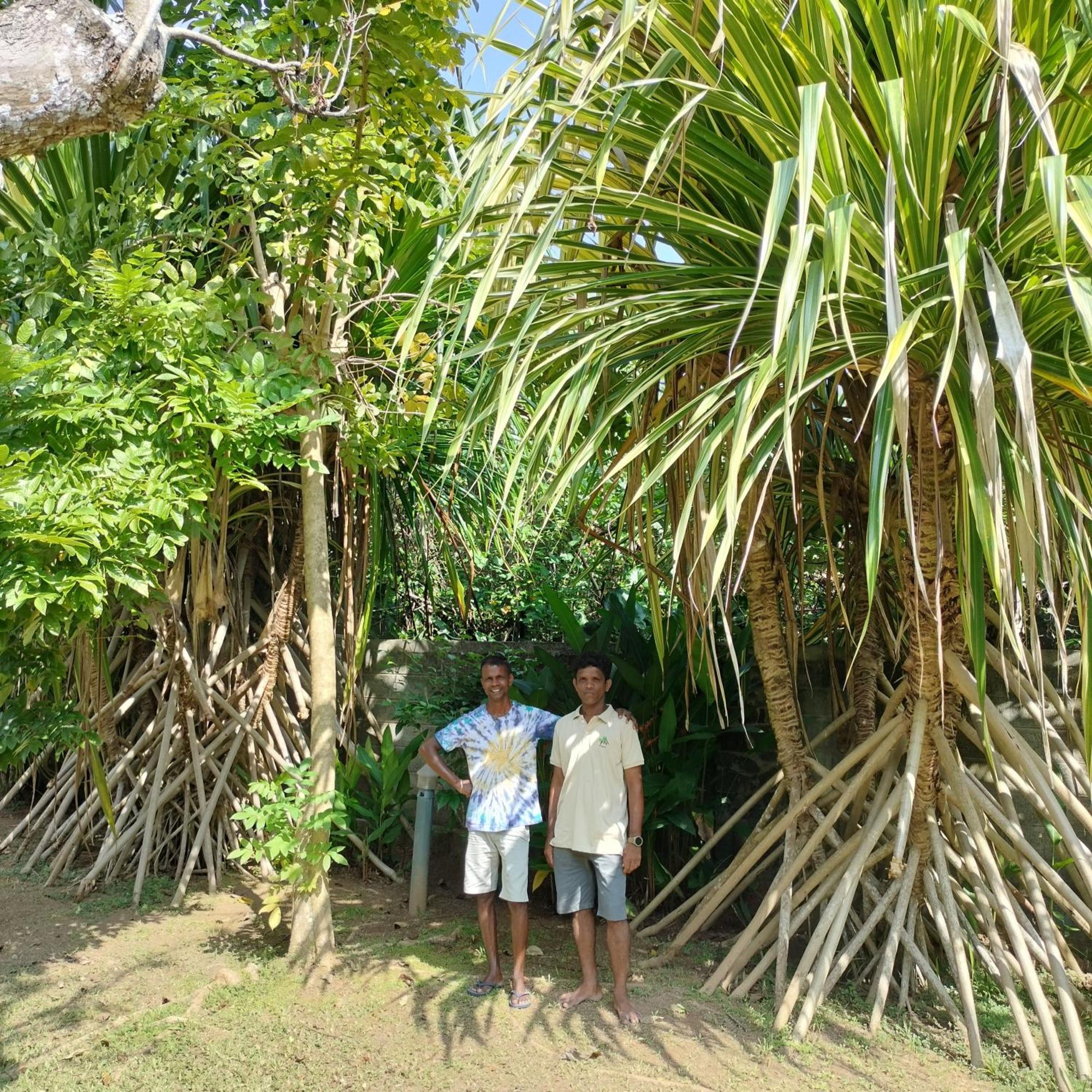 Avalon Village Resort Induruwa Eksteriør billede